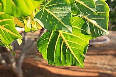 传《龙腾世纪：起源》重制版正在开发中 画面玩法改进